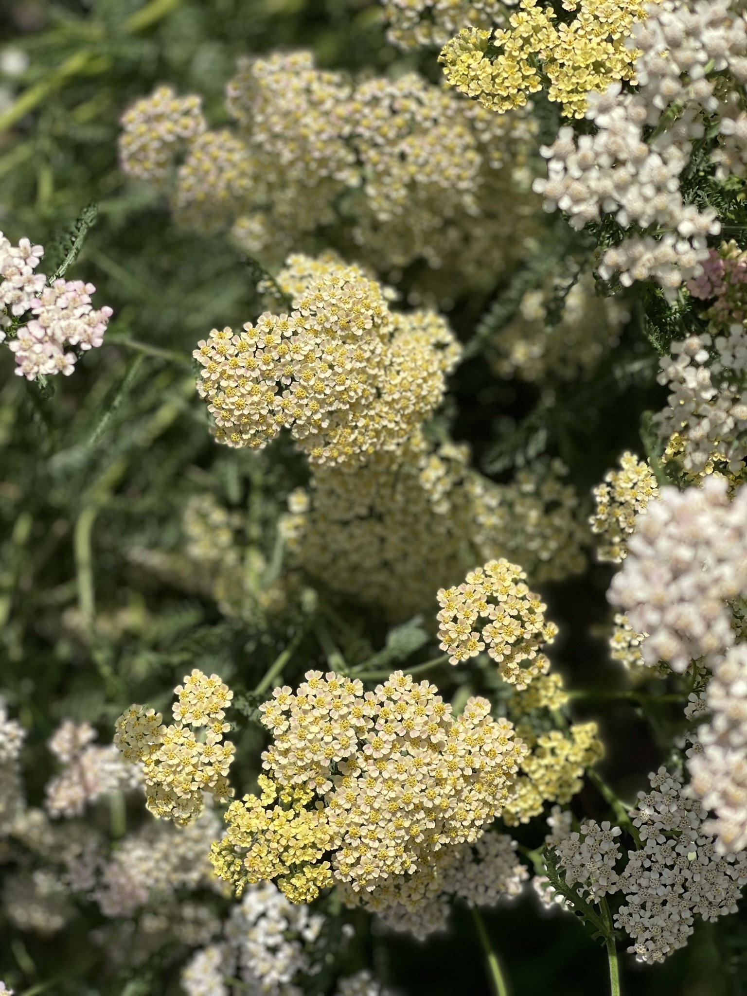 Yarrow in bloom — cream and yellow clusters, a wildflower that was medicine
